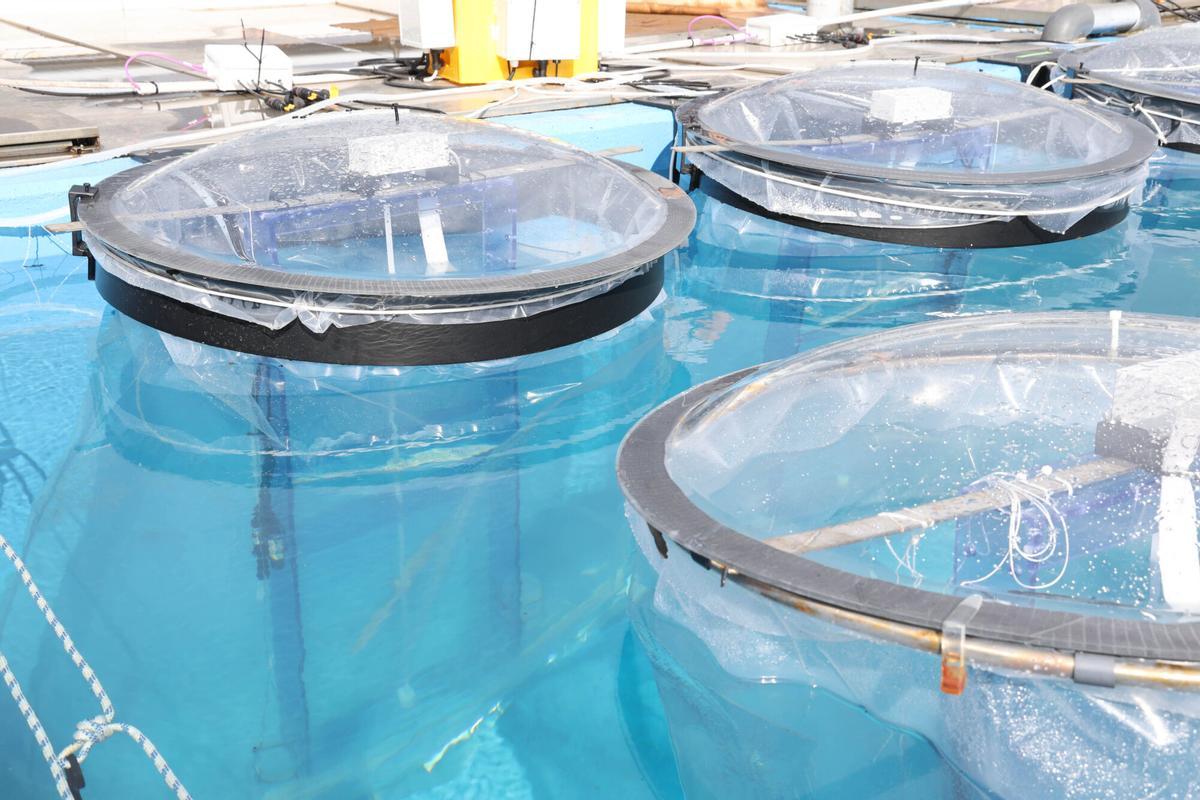 Detalle de los tanques de experimentación del mesocosmos.