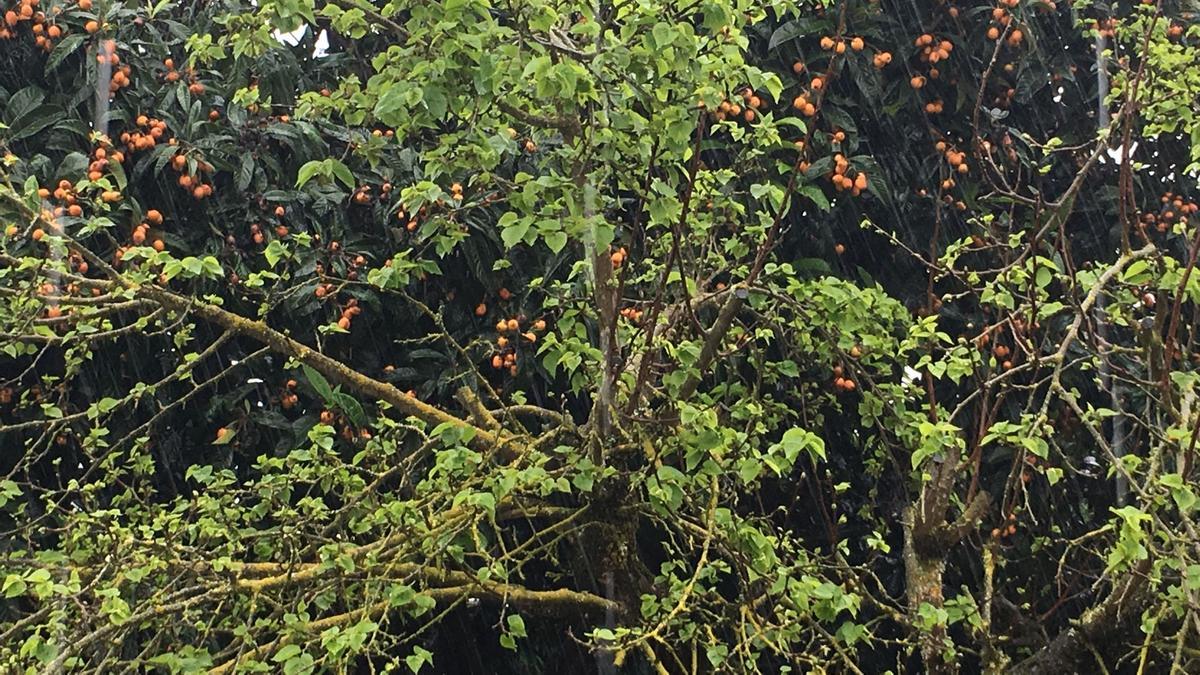 Lluvia en Valleseco (30/04/21)