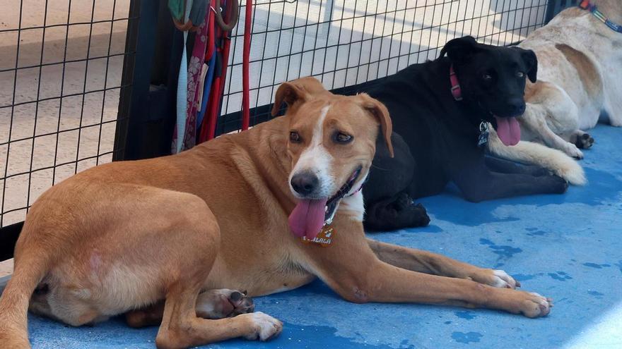 Si estás interesado en adoptar a un animal no te puedes perder esta jornada que se celebrará el sábado en Castelló