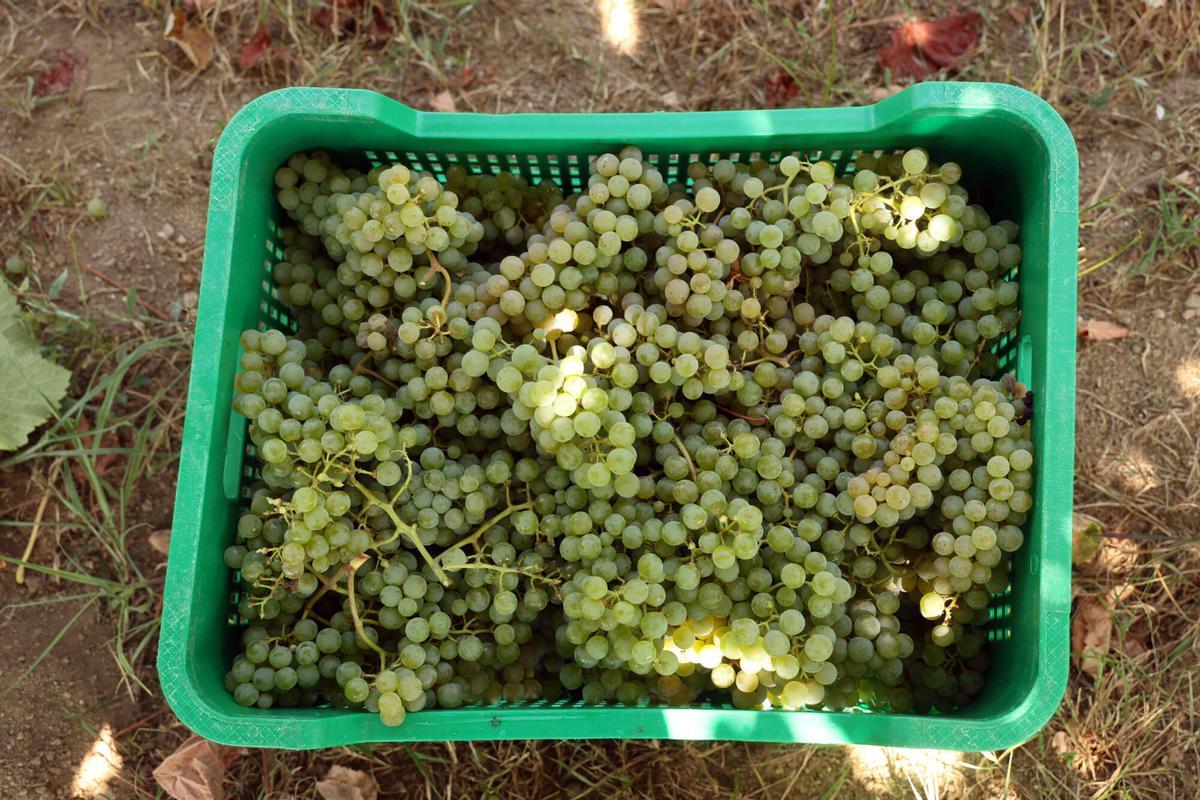 La vendimia en Bodegas Laureatus, en San Martiño de Meis.