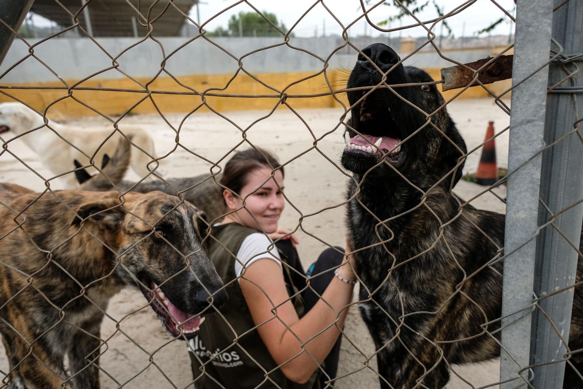 La Protectora de Animales de Málaga, a finales de octubre