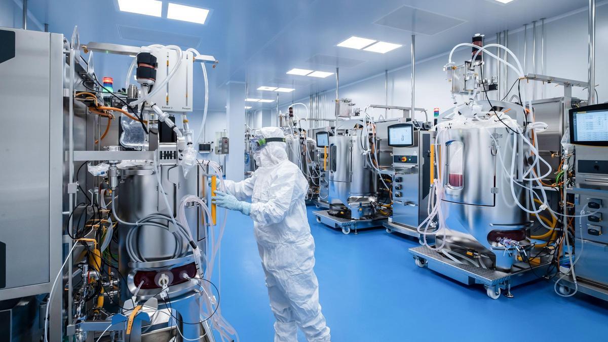 Vídeo | Hipra assajarà l'any que ve amb animals els prototipus de vacunes contra la pesta porcina africana