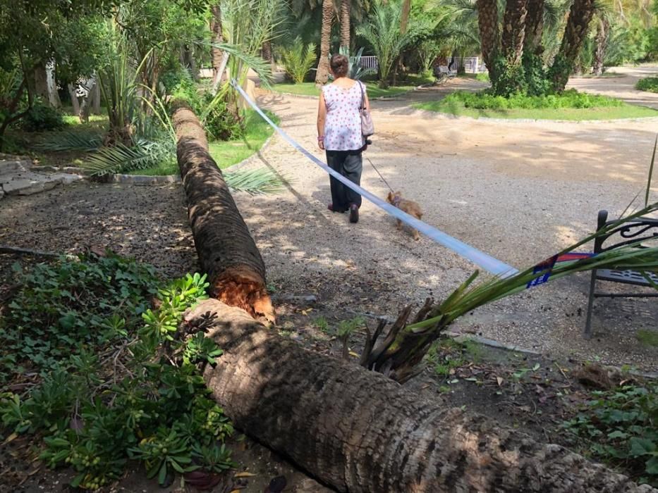 Cae "La Centinela", la palmera más alta de Elche