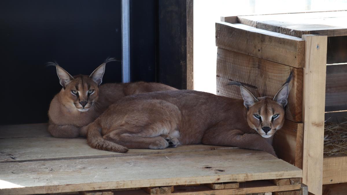 Los caracales Lilo y Stitch pasando la cuarentena en el centro de rescate de animales de la Fundación AAP en Villena.