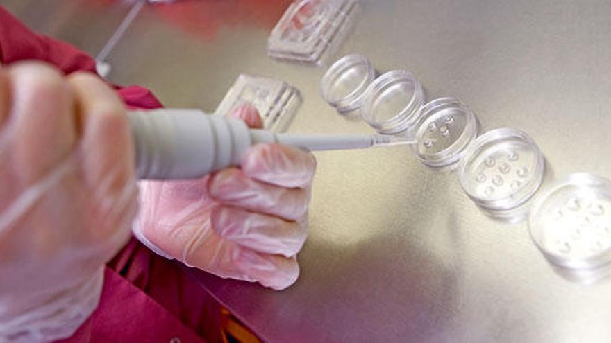 Preparación de embriones en un laboratorio de técnicas de reproducción asistida.