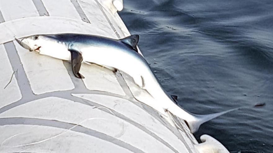El tiburón azul mantiene su idilio con las rías gallegas