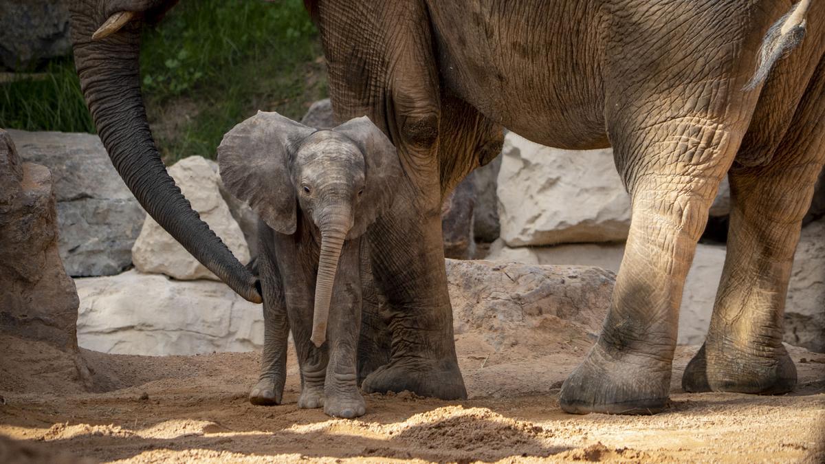 ¿Con qué nombre bautizarías a la cría de elefante nacida en Bioparc?