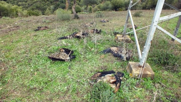 Encuentran 10 buitres muertos bajo un poste de alta tensión en Casares