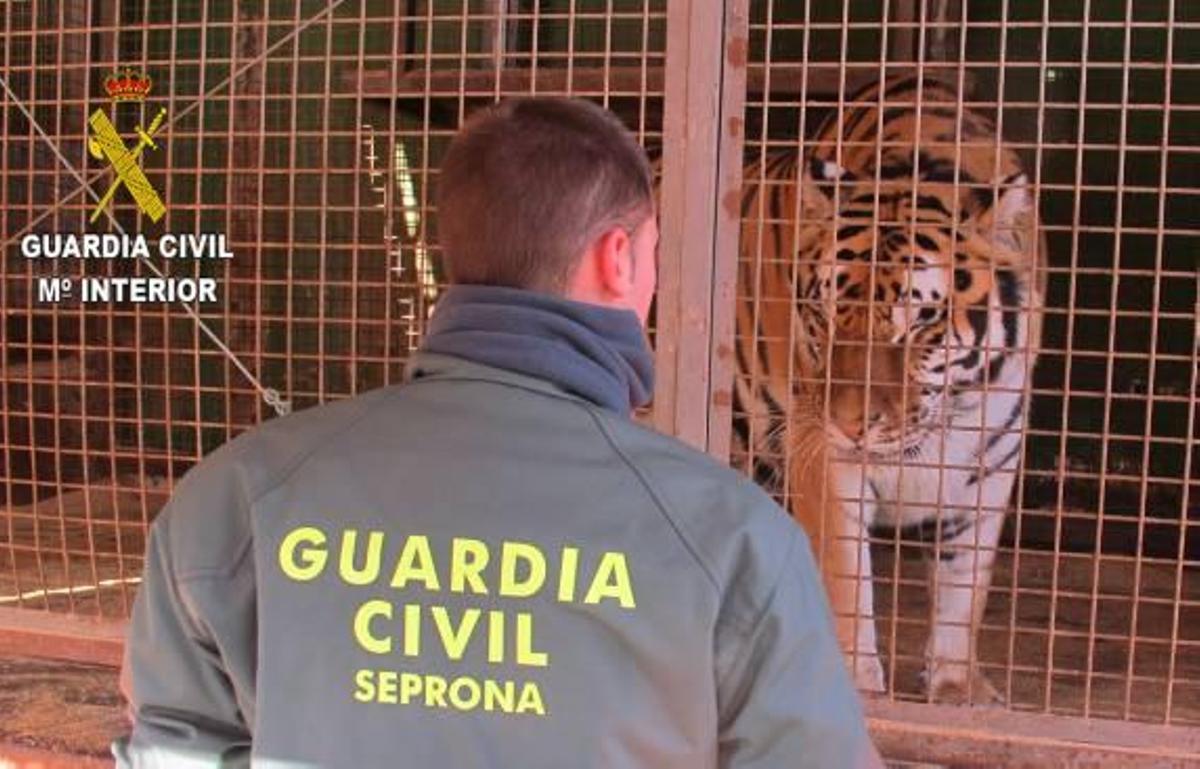 El Seprona requisa una pitón y un tigre