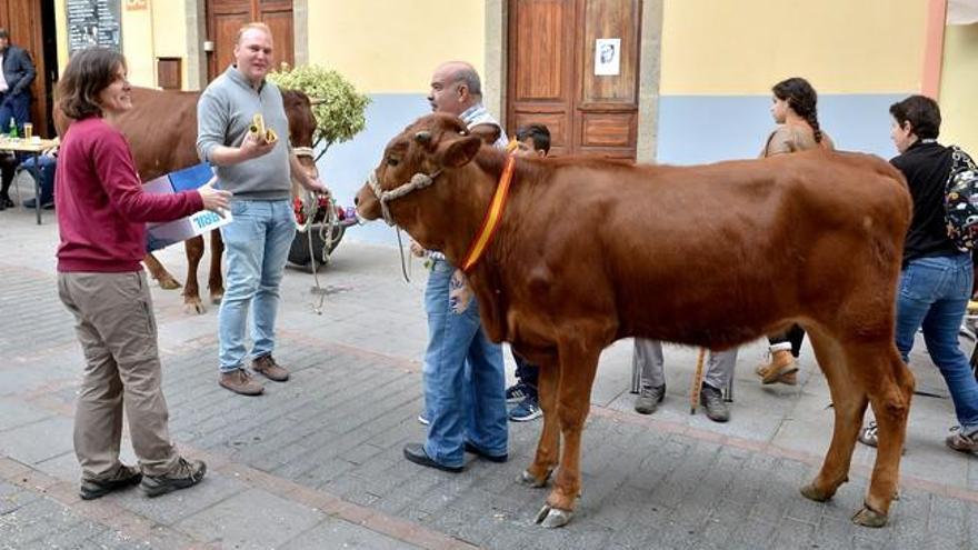 Procesión y ganado en Agüimes por la festividad de San Sebastián 2017