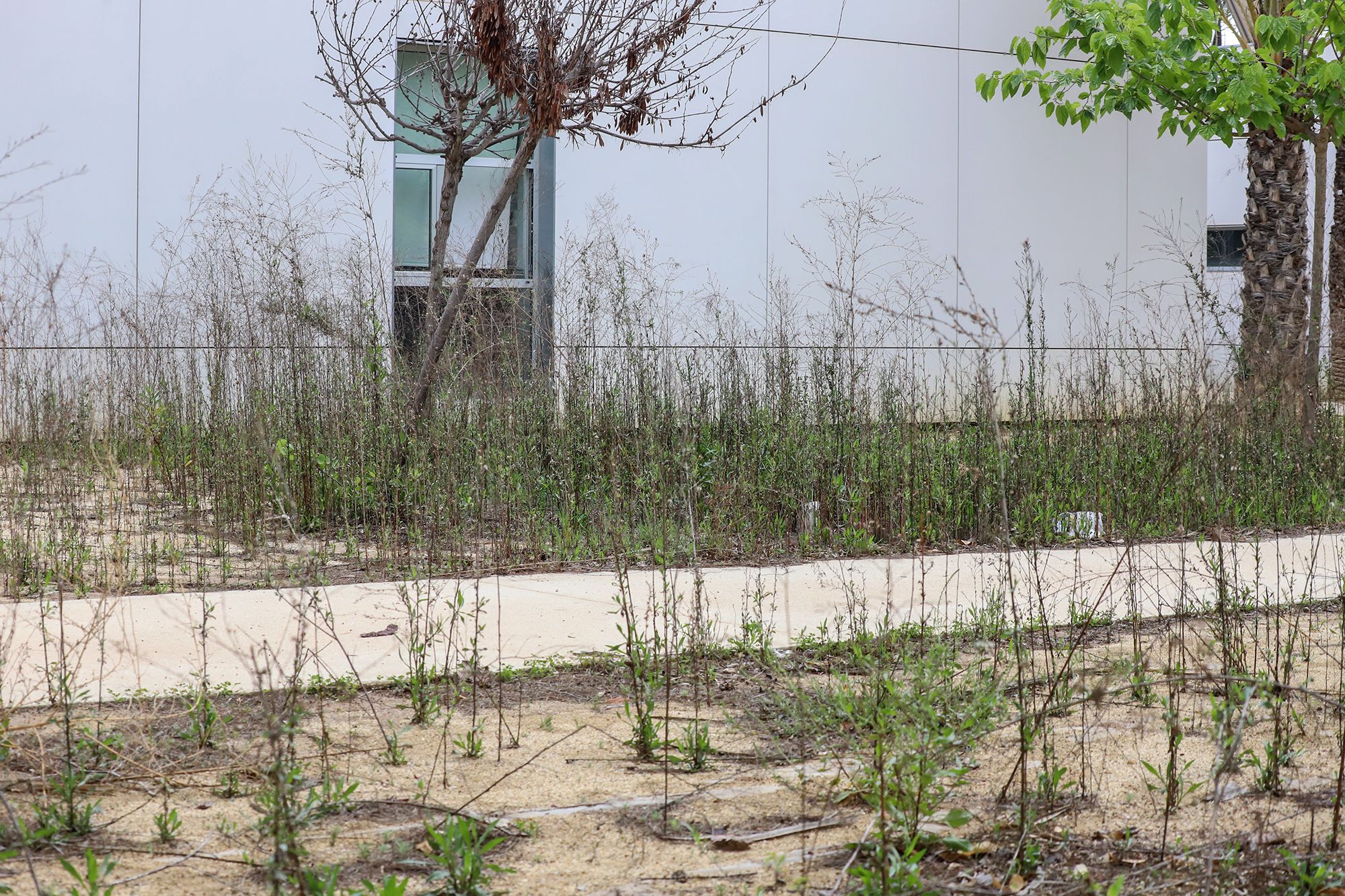 Lamentable estado en el que se encuentra el edificio que ocupó el Centro Oriol en el Palmeral