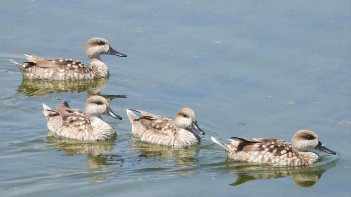 Un grupo de ejemplares de cerceta pardilla.