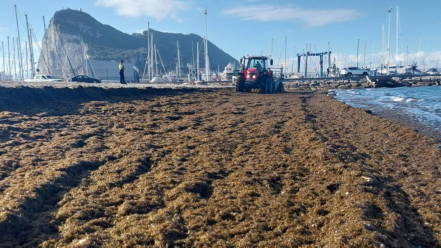 Las algas invasoras asiáticas infestan la playa de Poniente de la Línea de la Concepción