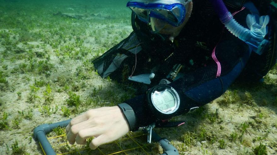 Relacionan el avance del alga tropical invasora en Cabrera con las altas temperaturas