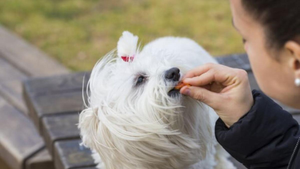 ALIMENTACIÓN PERROS: El mejor premio que puedes darle a tu perro es casero  y se hace así de fácil