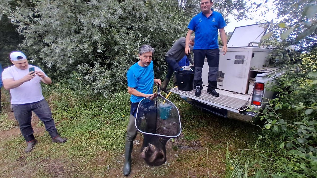 Repoblación de truchas en el embalse de los Alfilorios con la Asturiana de Pesca