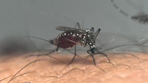 Aedes aegypti, el mosquito que transmite dengue.