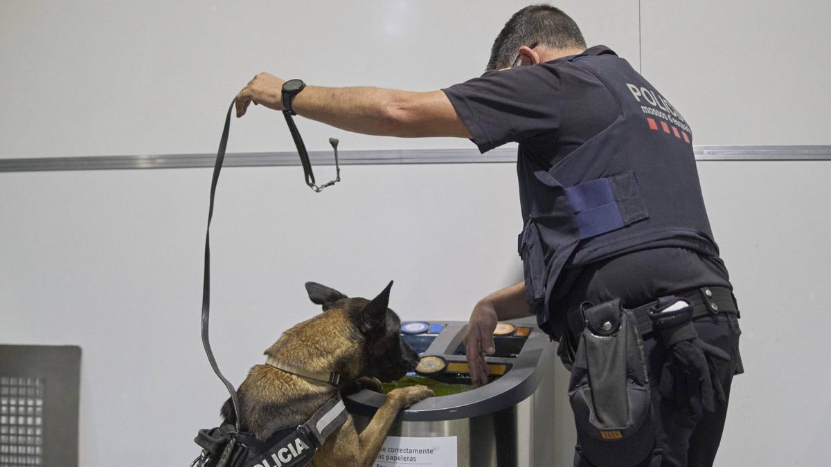 Les imatges de la unitat canina dels Mossos a l'estació de l'AVE