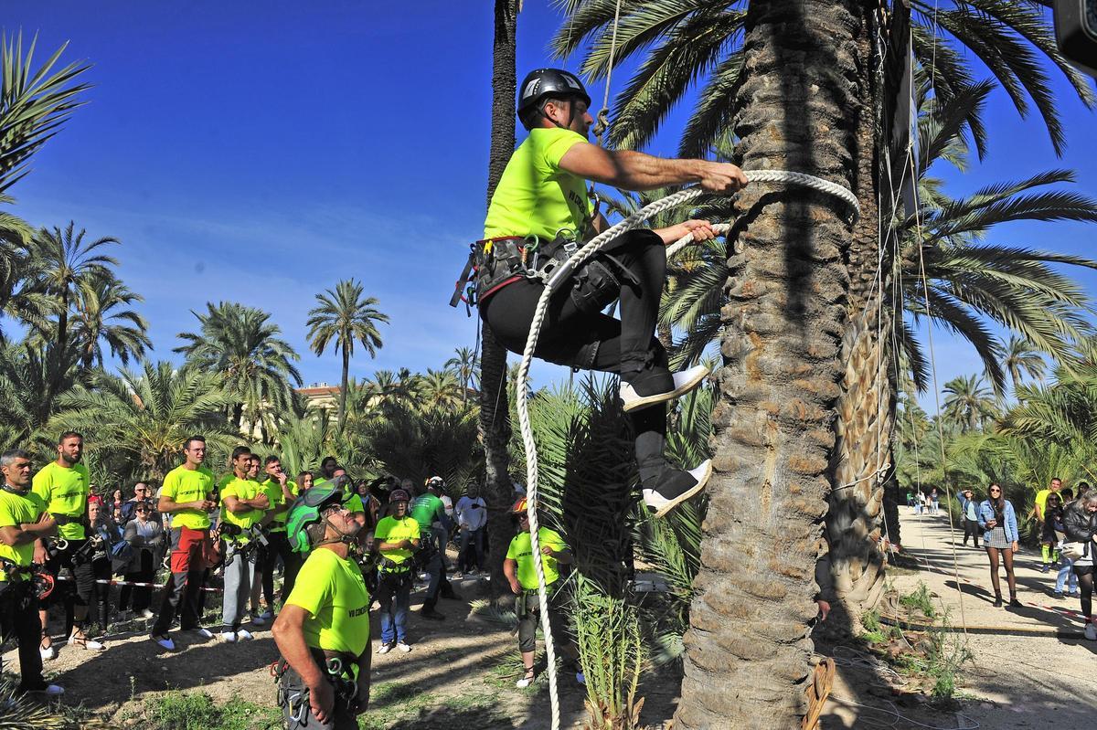 Trepa de palmera en la fiesta del Palmeral del año pasado