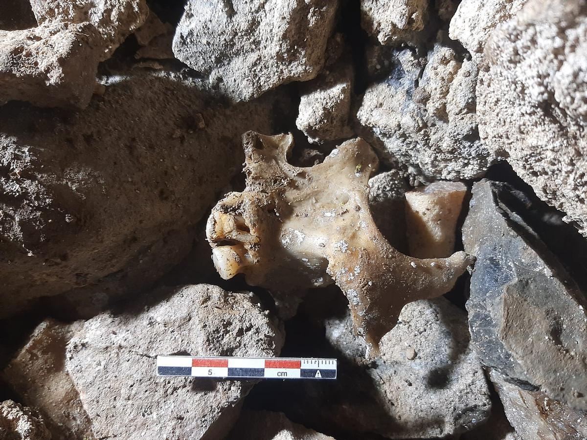 Uno de los huesos hallados en Teverga