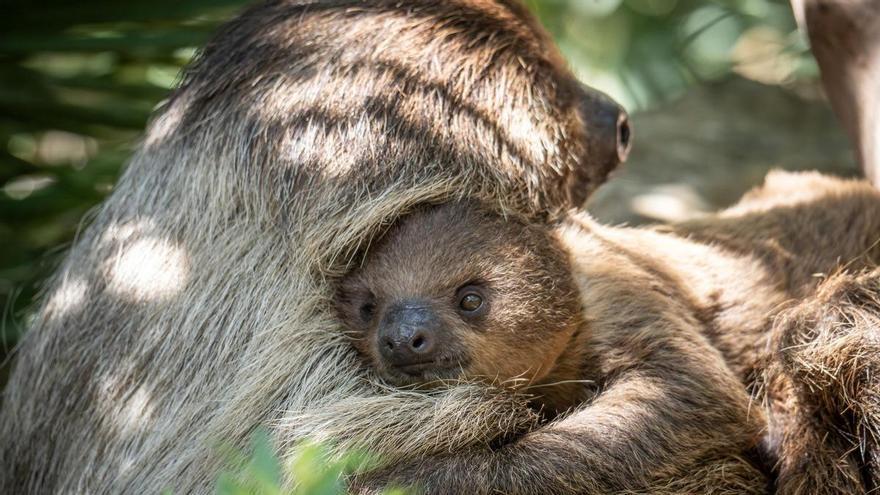 Bioparc Fuengirola confirma que la cría de perezoso nacida en febrero es hembra y ya busca nombre