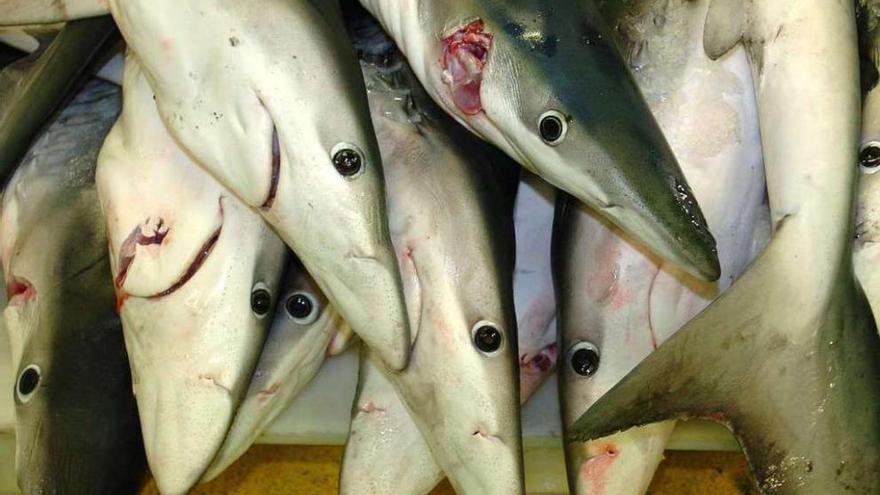 Ejemplares de tiburón en una lonja gallega. jesús de arcos