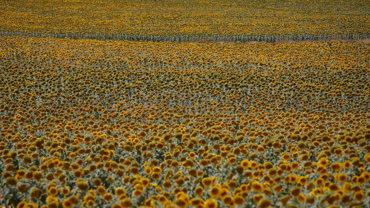 Los girasoles inundan el Campo de Cartagena.