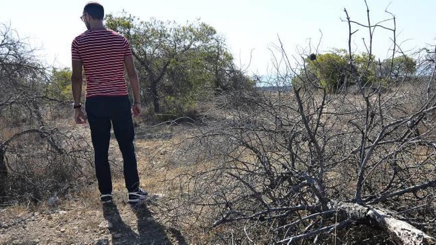 Pinos secos y muertos que forman parte del paisaje.