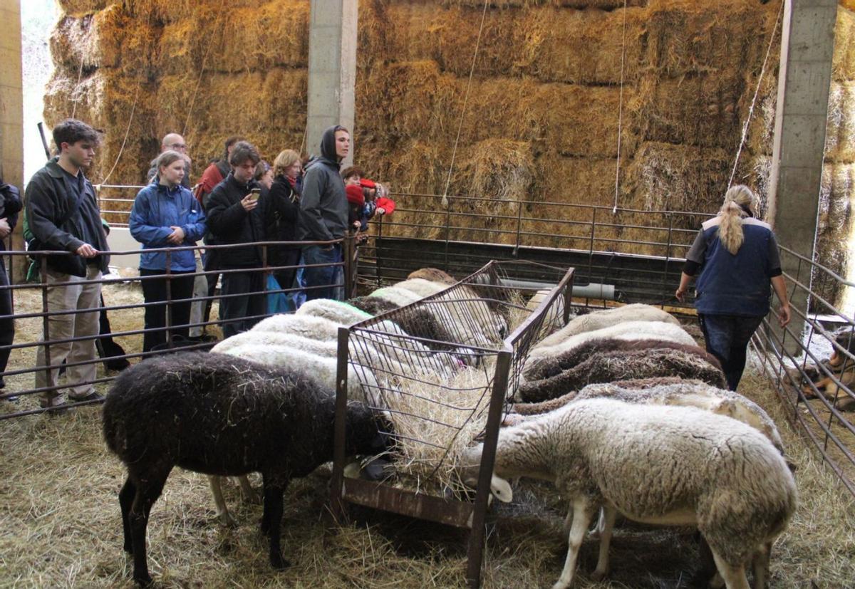 Estudiantes de la Universidad de Zúrich hacen un seguimiento en la comarca de la ganadería extensiva y trashumante