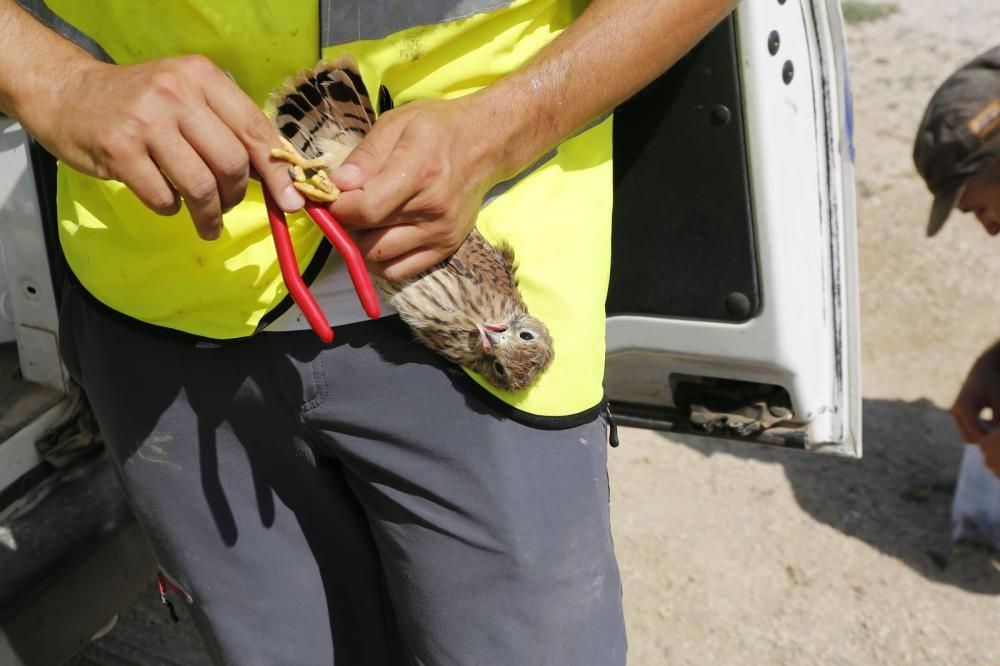 El Ayuntamiento de Torrevieja y la Conselleria de Medio Ambiente realizaron el anillamiento anual de la colonia de gaviotas establecida en el saladar de la laguna de Torrevieja con la ayuda de 30 volu