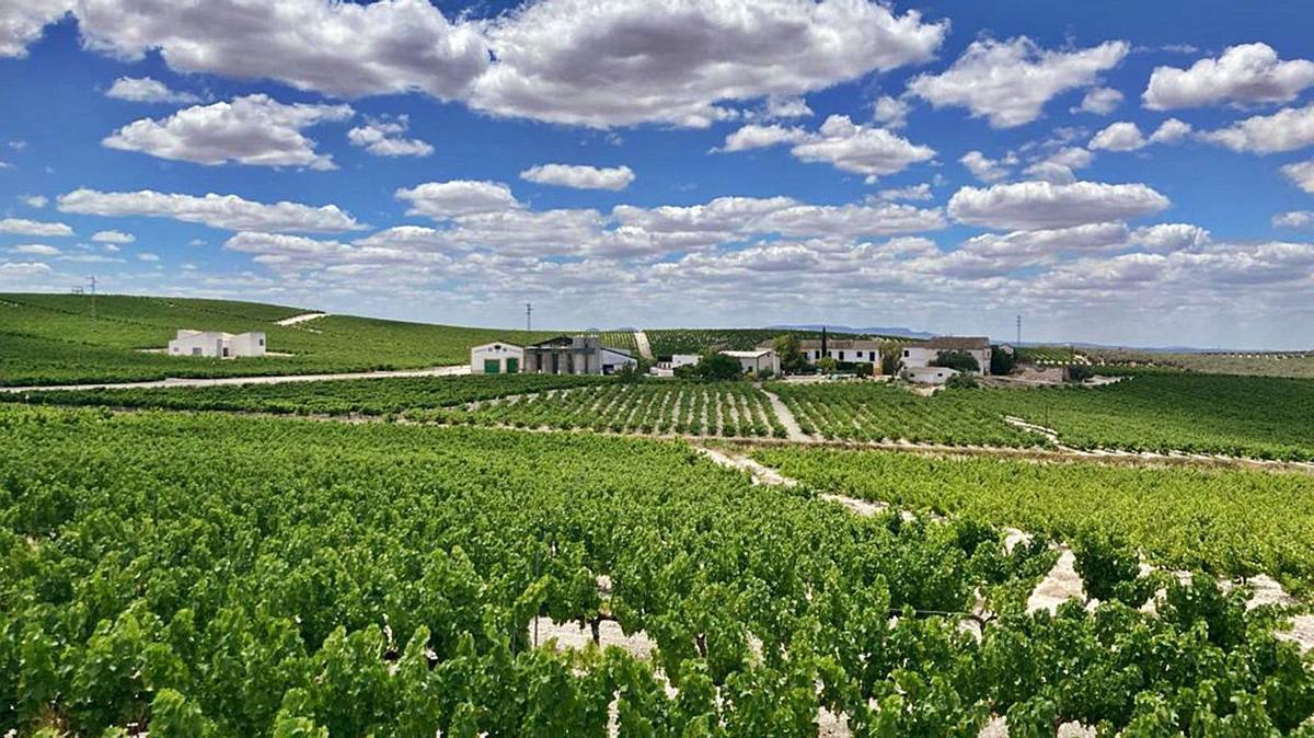 Viñedo en la denominación de origen Montilla-Moriles.