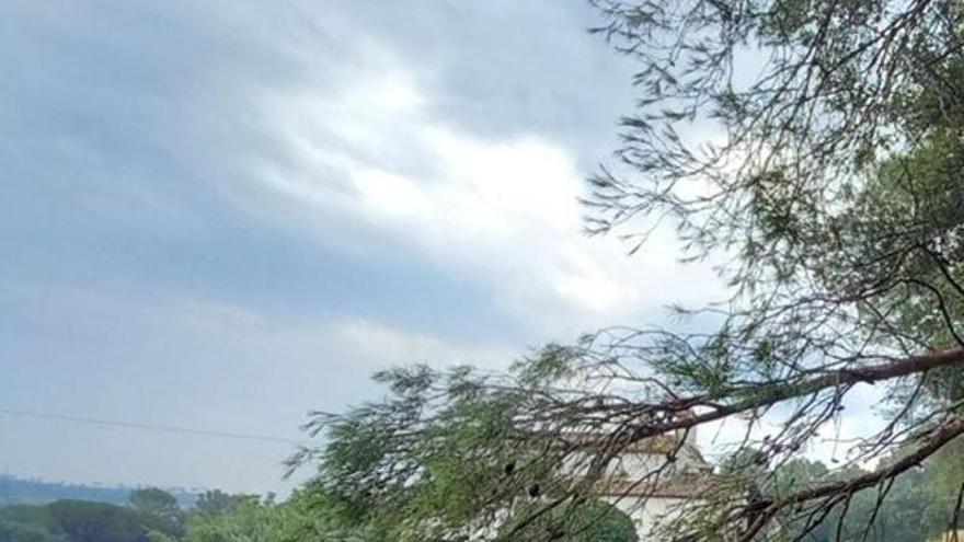 Retiren arbres caiguts a Vilademuls i Palamós