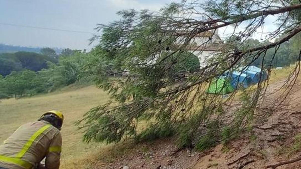 L'arbre caigut a Vilademuls