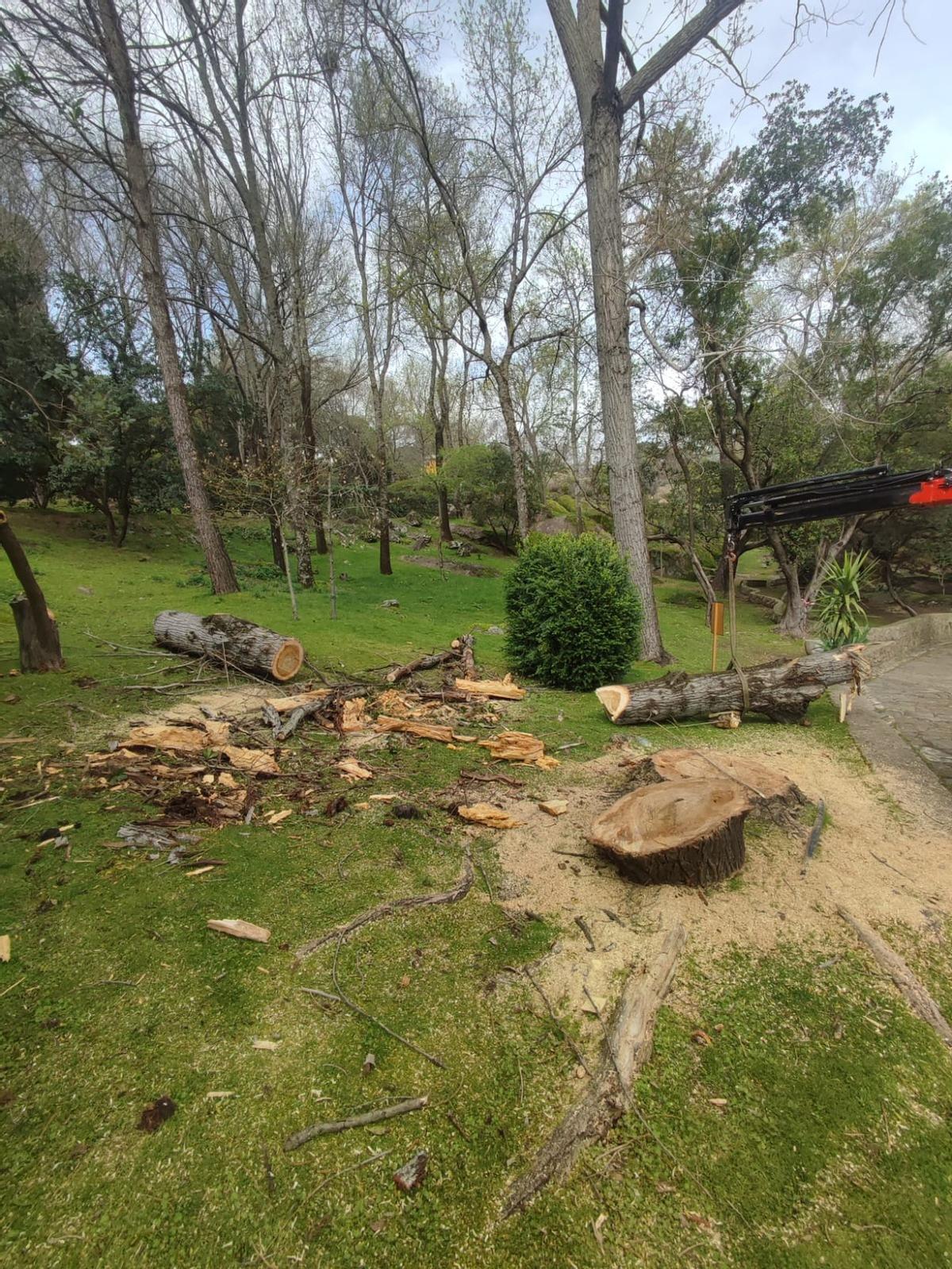 Uno de los árboles talados en el parque de Los Pinos de Plasencia.