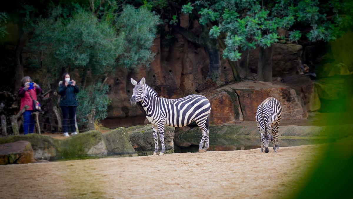 BIOPARC Valencia tiene como principal objetivo el compromiso con la biodiversidad.