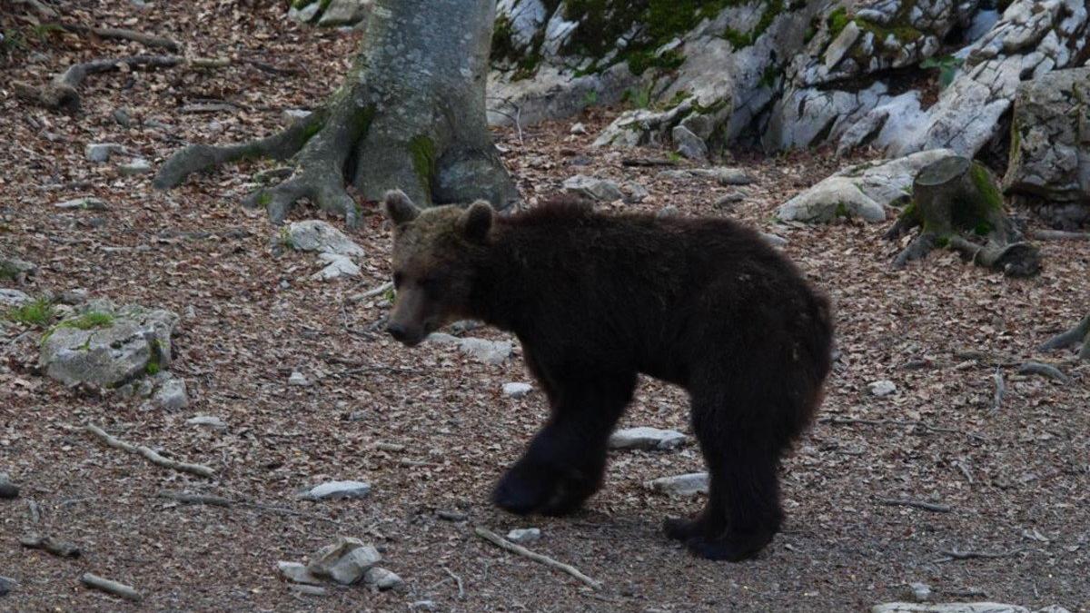 'Gioat', el oso liberado en el Pirineo catalán en el 2016.