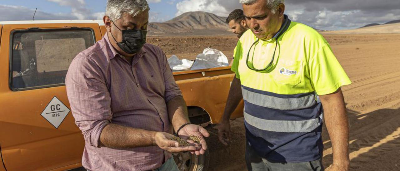 El alcalde Juan Jiménez examina el trigo antes de sembrarse en La Laguna. |