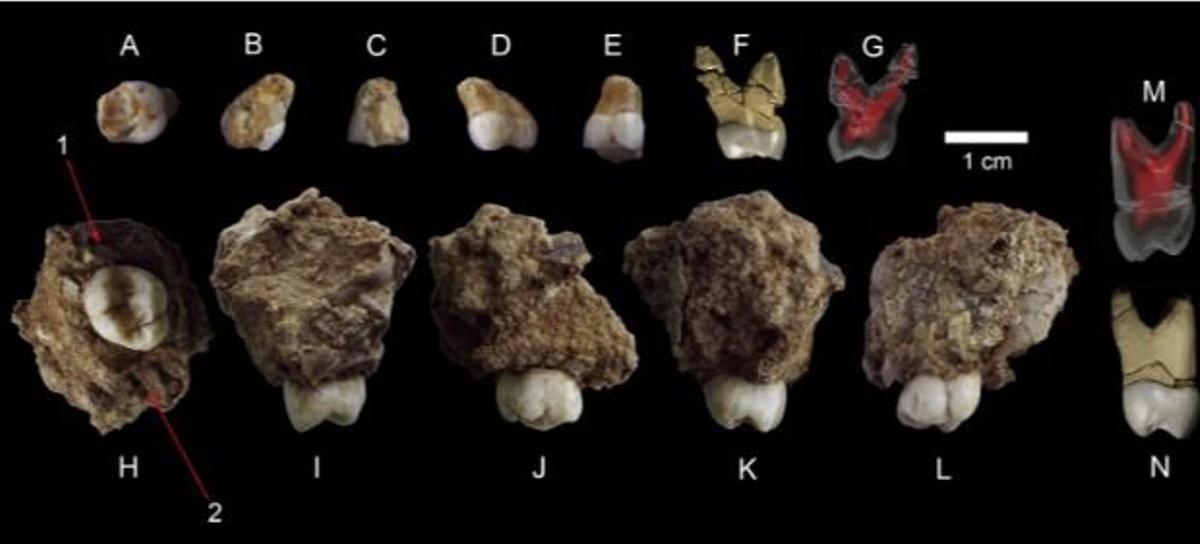 Molar BH-3 y fragmento maxilar BH-4.