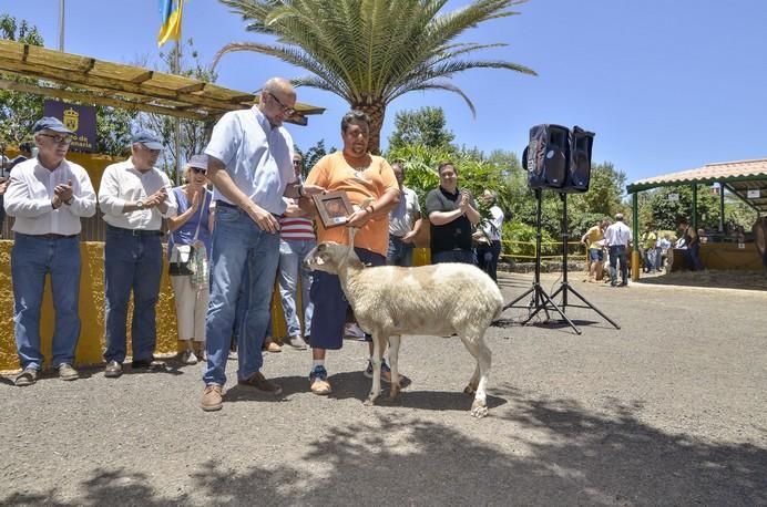 ARUCAS GRAN CANARIA A 28/05/2017 Entrega de premios concurso de ganado del Cabildo de Gran Canaria. FOTO: J.PÉREZ CURBELO