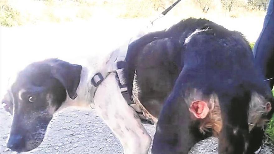 El Seprona investiga a una perrera de Vinaròs por «maltrato animal»