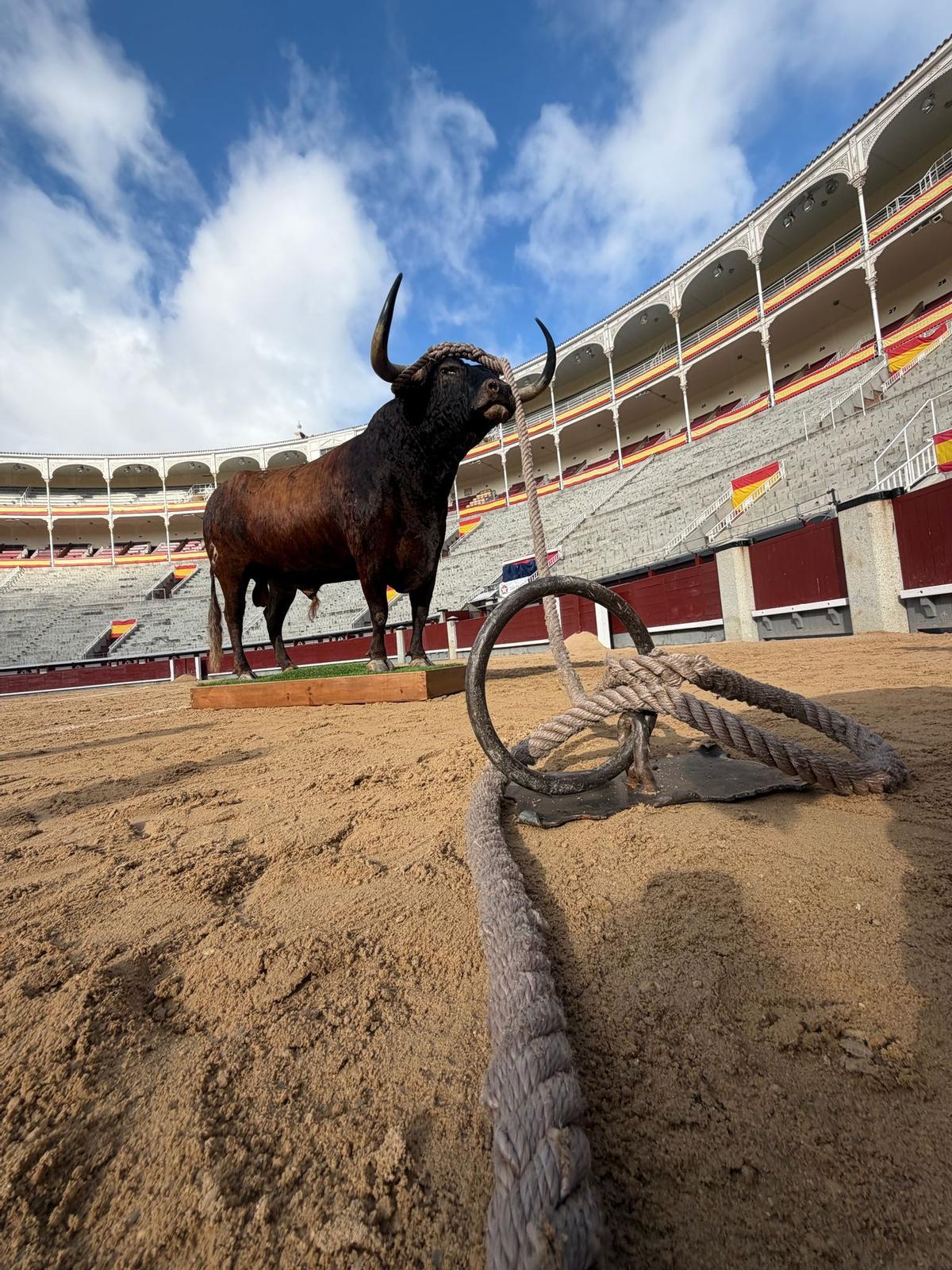 La exposición del Toro de Benavente en las Ventas, en imagenes La exposición del Toro de Benavente en las Ventas, en imagenes