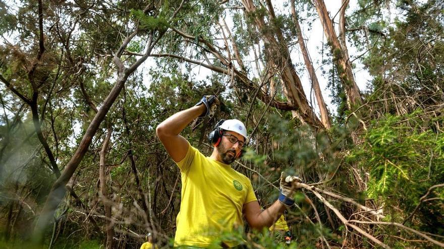 Tenerife Shifts Forest Management Strategy to Proactive Fire Prevention