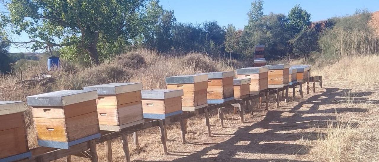 Los calores tempranos provocaron que las flores no llegaran a producir néctar o se deshidratara.