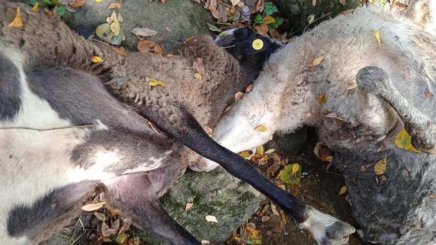 La Junta desestima el pago de 18 ovejas a un ganadero sanabrés por ataque de lobo