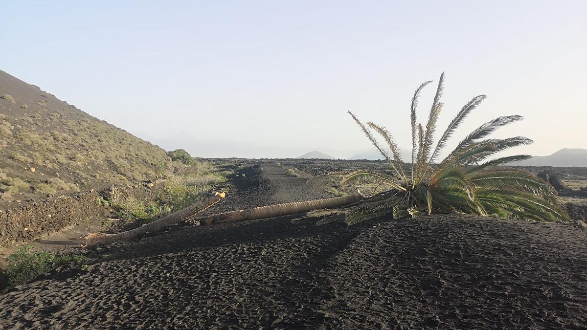 Palmera de Testeina (Masdache), en Lanzarote, rota tras el ataque de unos vándalos.