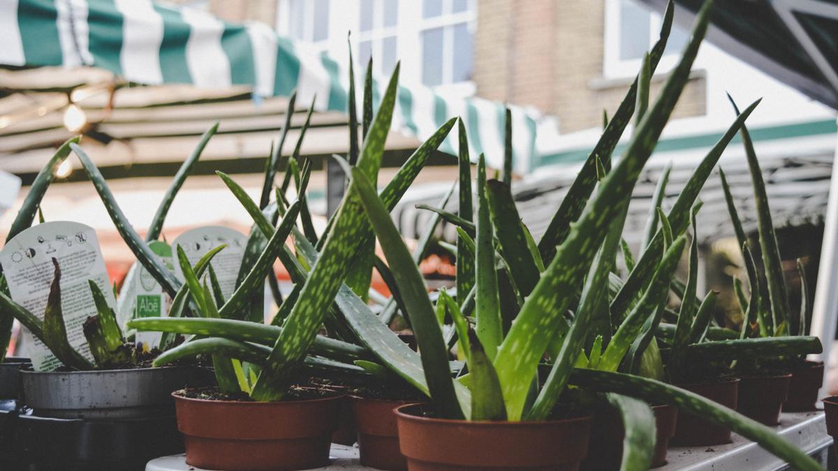 El aloe vera es una planta con muchas propiedades pero que puede afectar a la salud de tu perro.