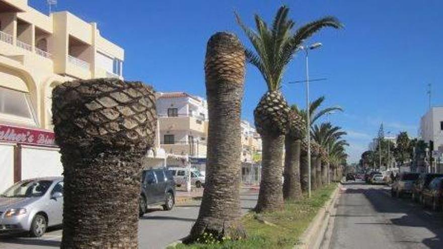 Palmeras afectadas por el picudo rojo en Platja d&#039;en Bossa, en una imagen de archivo.