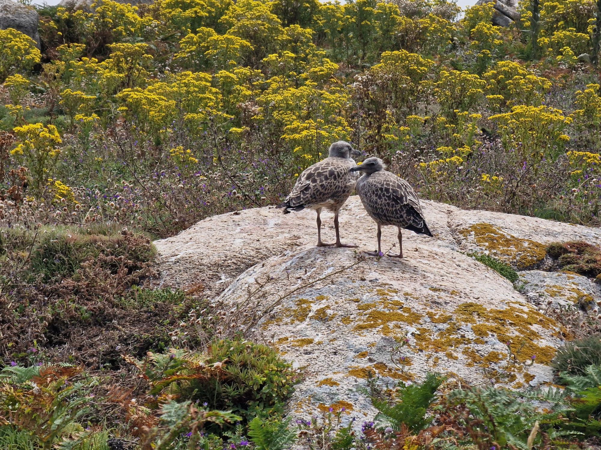 De visita en las Islas Atlánticas de Galicia a bordo del aula flotante "Chasula".