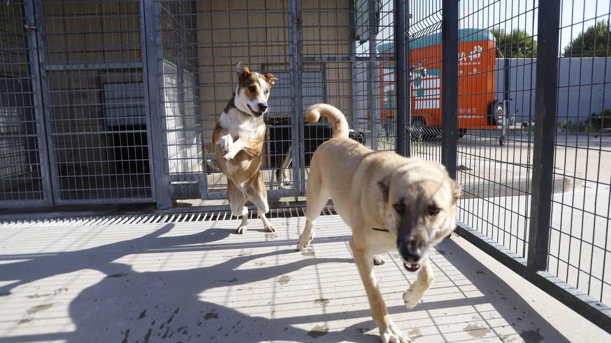 Las instalaciones de Salud y Bienestar Animal (SBA) de Sadeco acogen en estos momentos 350 animales, perros y gatos principalmente, y cuentan con una red de voluntarios que los visitan a diario.
