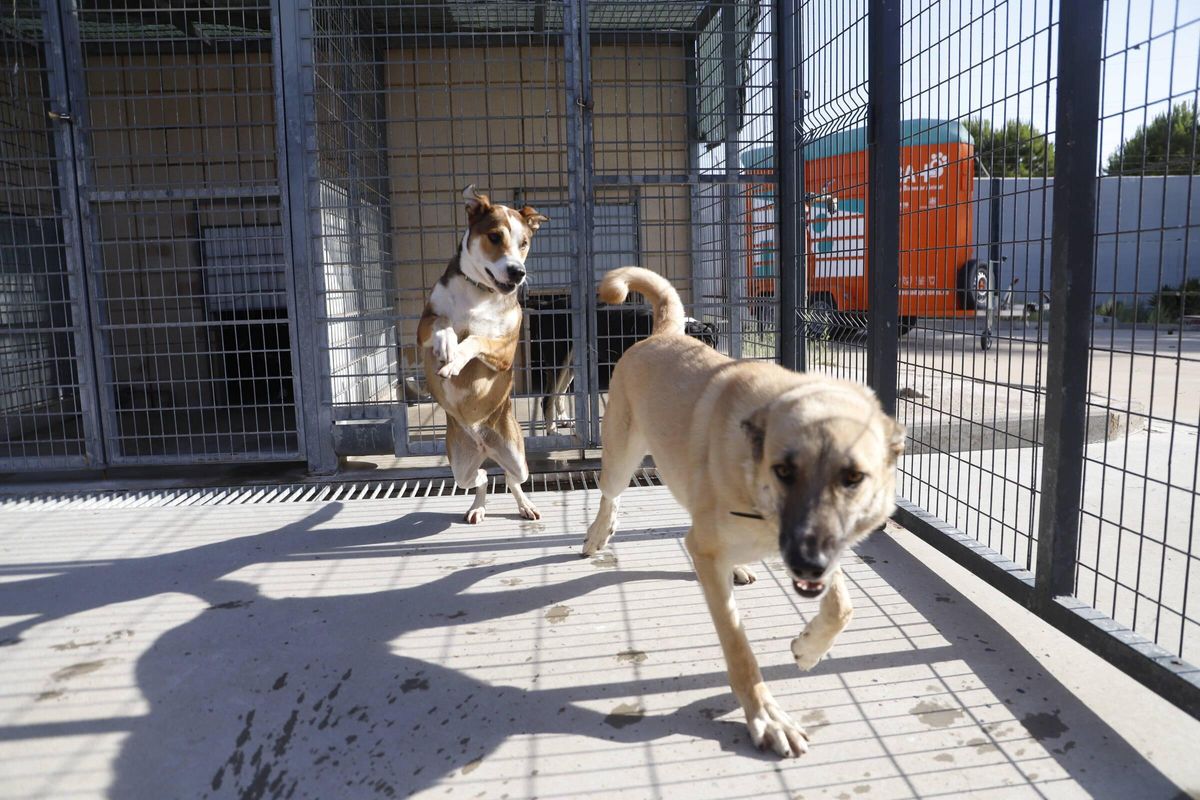 Las instalaciones de Salud y Bienestar Animal (SBA) de Sadeco acogen en estos momentos 350 animales, perros y gatos principalmente, y cuentan con una red de voluntarios que los visitan a diario.